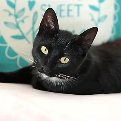 cat 5317103_640