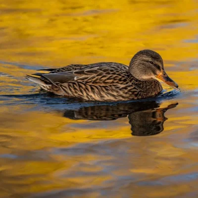 duck 8445696_1280